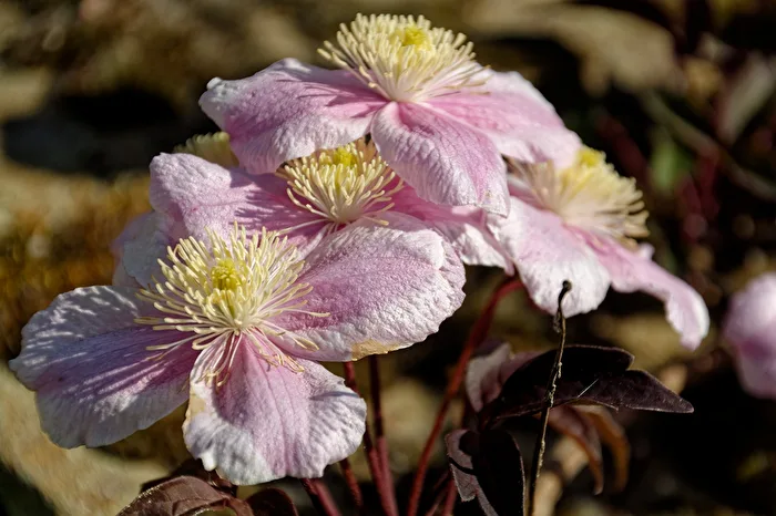 Anemone