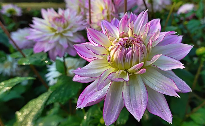 Autumn time, time of the dahlias