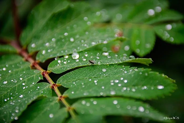 Rain and fly on a leaf