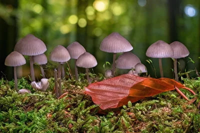 Pilze im Moos