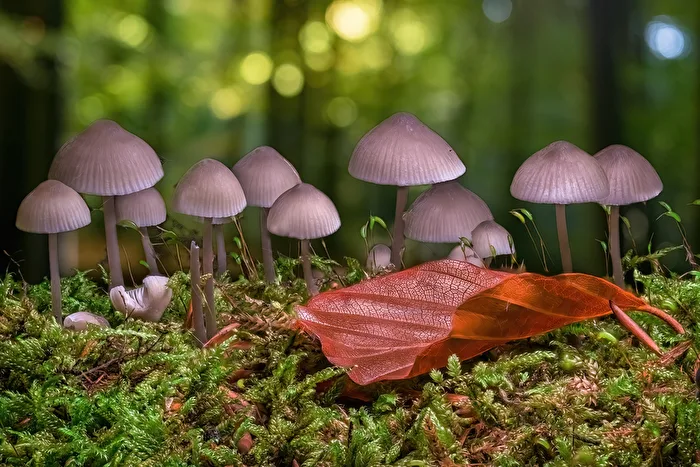 Pilze im Moos