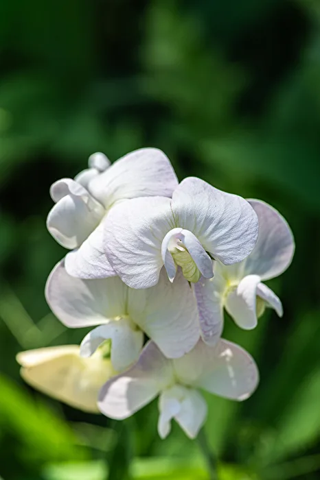 Wickenblüte