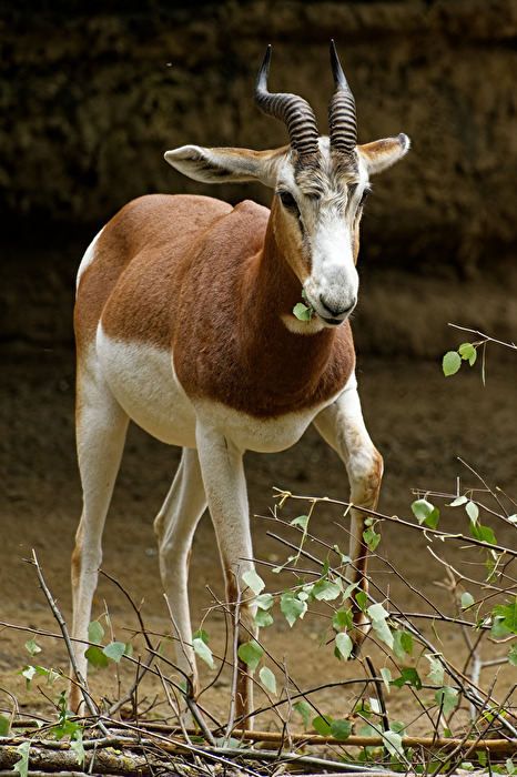 Mhorrgazelle