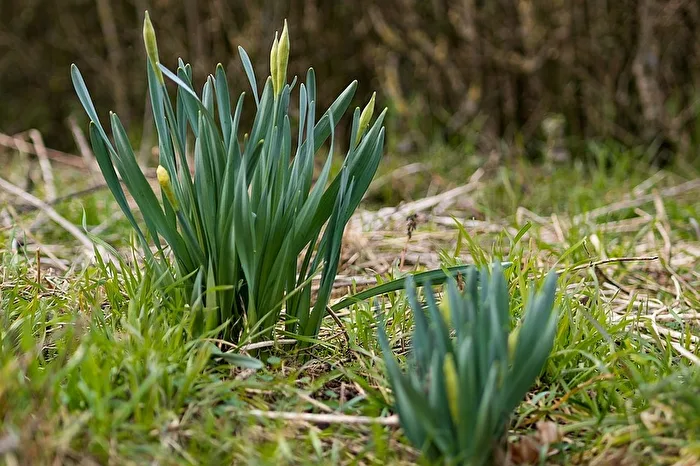Blütenknospen