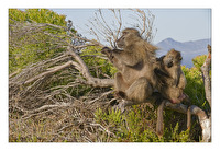 da laust mich doch der Affe ...