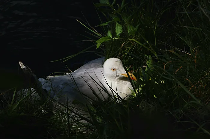 Evil Seagull
