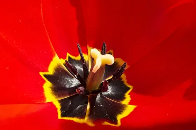 Tulpen