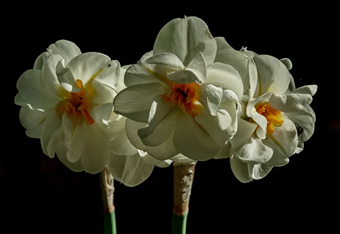 Filled Daffodils