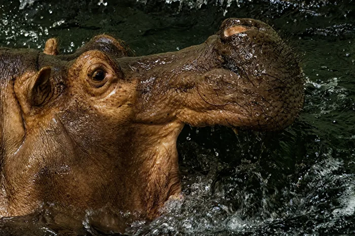 Hippopotamus