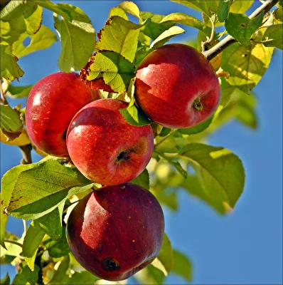 Fruchtporträt