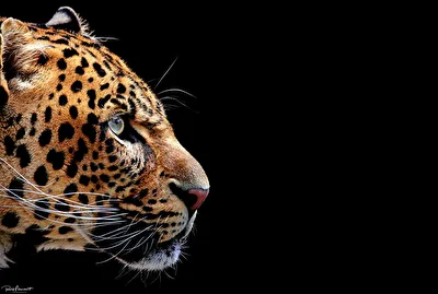 Jaguar....