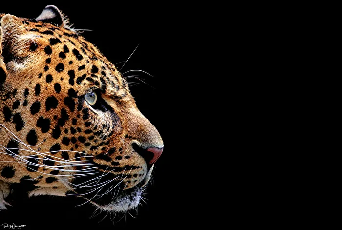 Jaguar....
