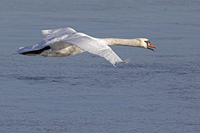 Höckerschwan im Rundflug