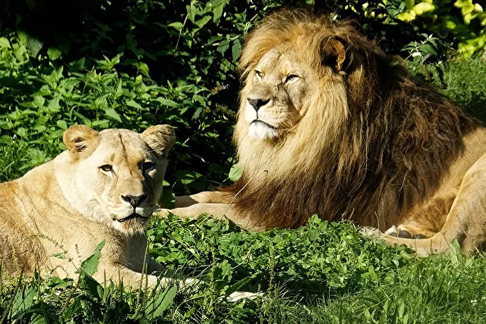 Lions