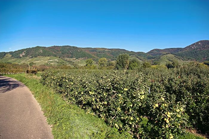 Apfelplantage am Donau-Rad-Weg