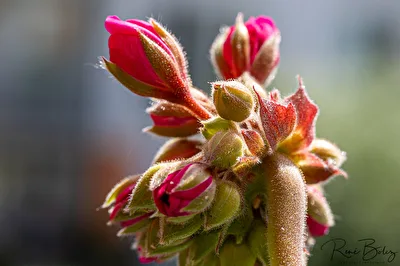 Geranienblüte