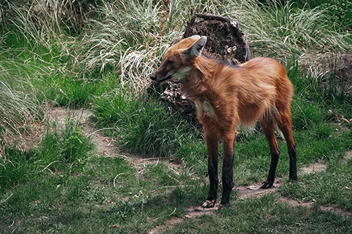 Mähnenwolf