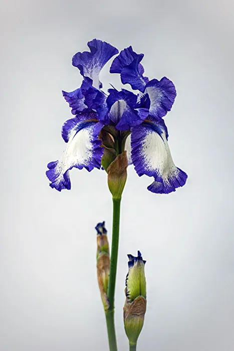 Enchanting Iris...