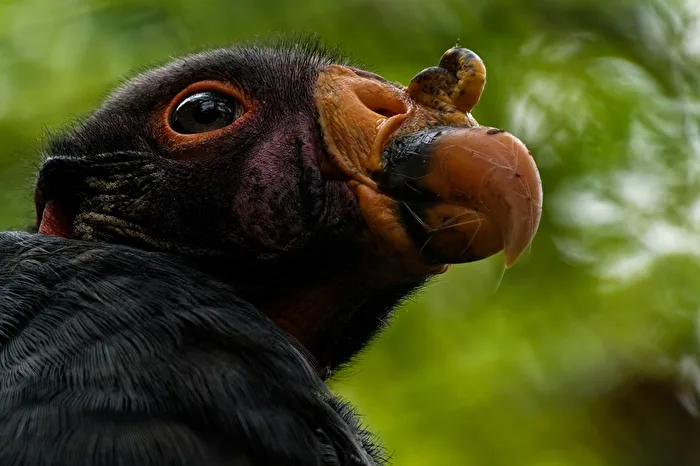 King Vulture