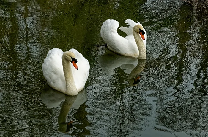 Swans