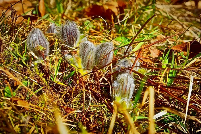 Pasque Flower (Pulsatilla vulgaris)