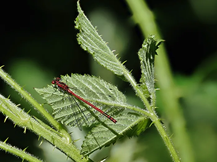 Pyrrhosoma nymphula