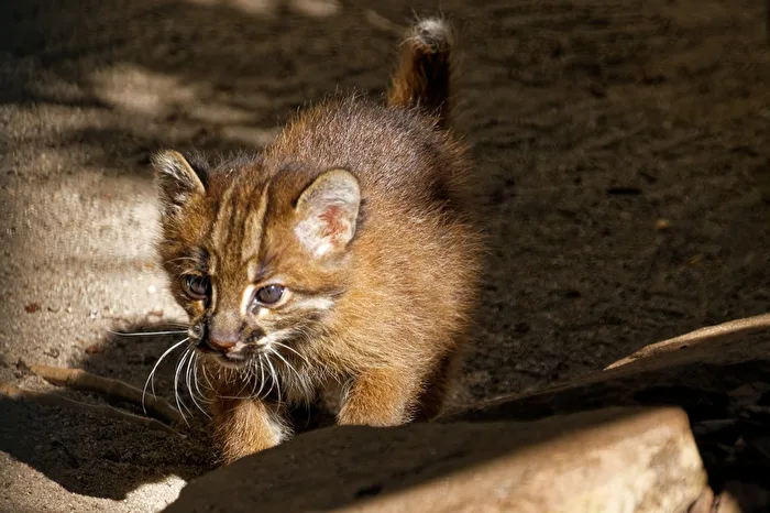 junge Goldkatze