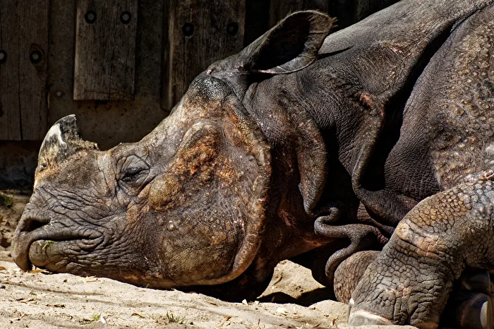 Nashorn
