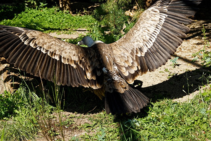 Gänsegeier