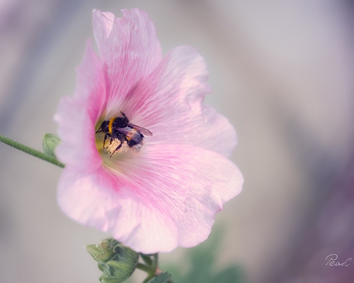 Farben in meinem Garten: Rosa