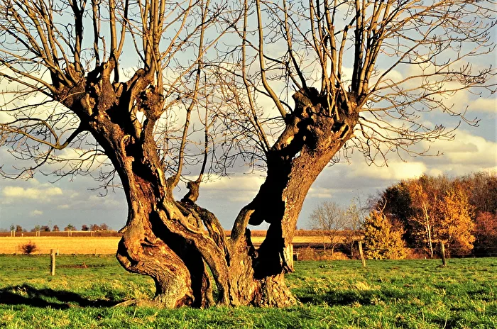 " Ich lebe noch " , mein Baum