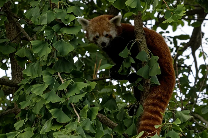 Roter Panda