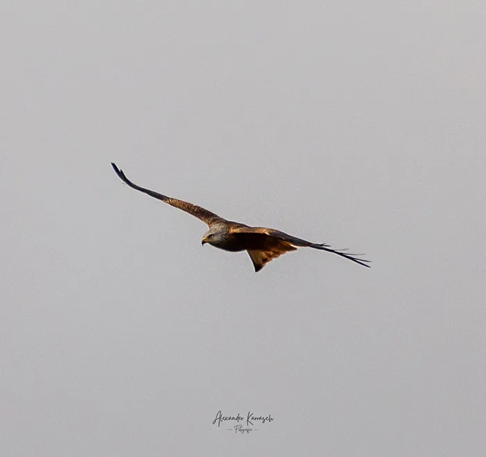 Red Kite
