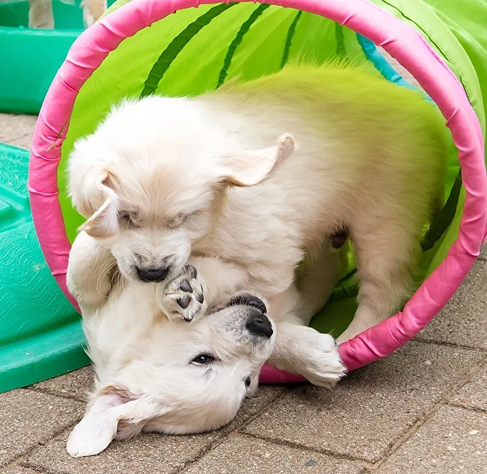 Playful Pets