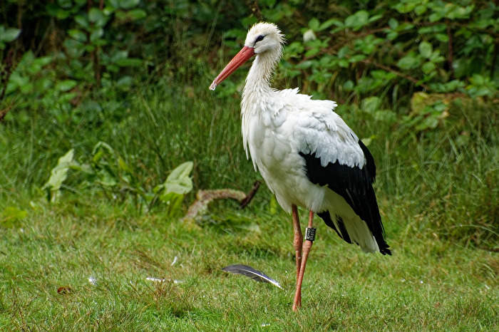 Storch