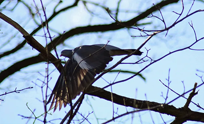 Collared Dove in Flight