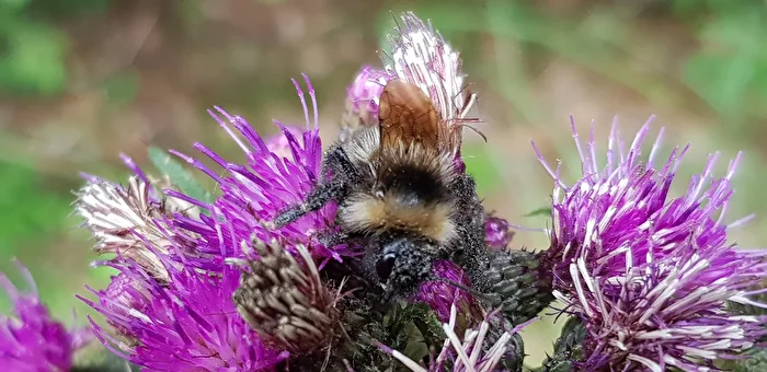 Visit to the Blossom