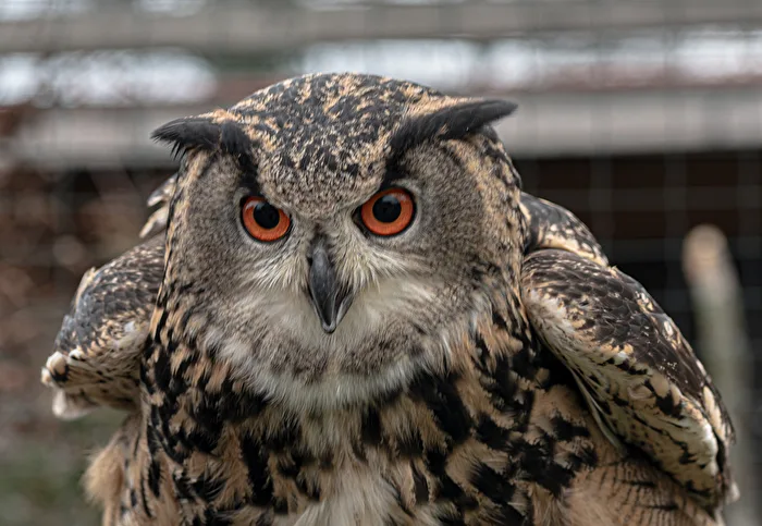 Eurasian Eagle-Owl