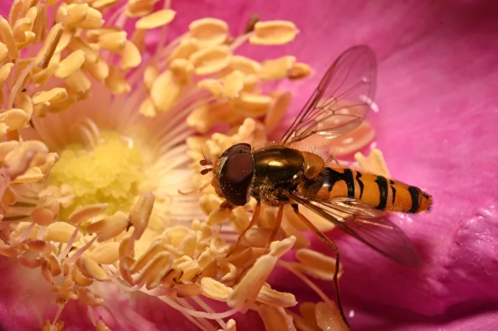 Schwebfliege