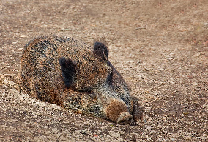 Wild Boar