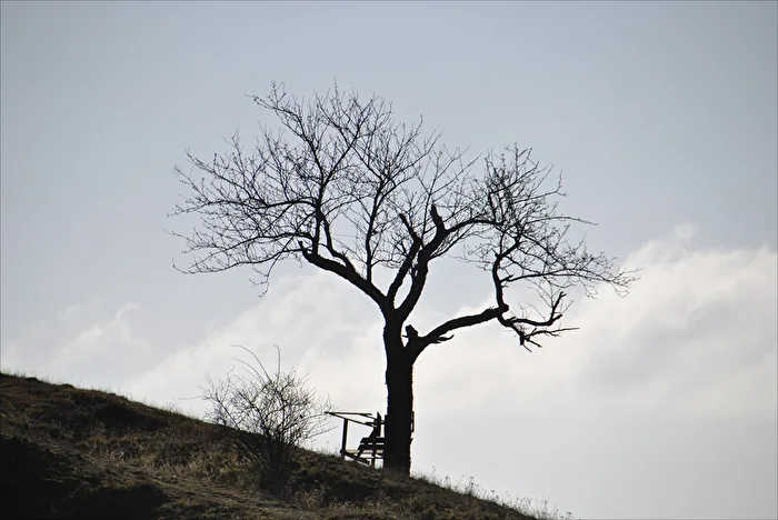 Baum