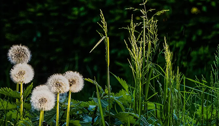 Pusteblumen im abendlichen Streiflicht