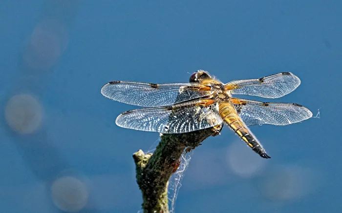 Vierfleck (Libellula quadrimaculata)