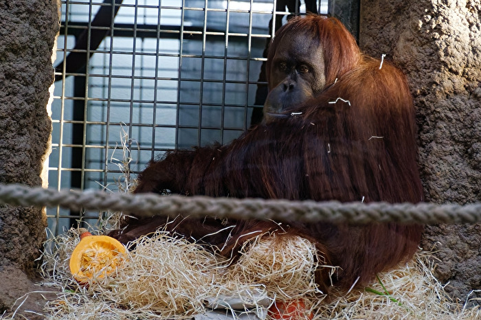 Orang-Utan