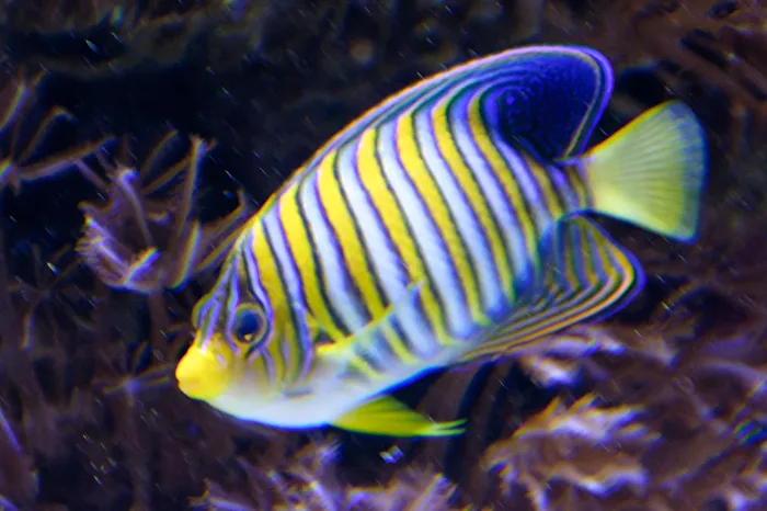 Meerwasserfisch