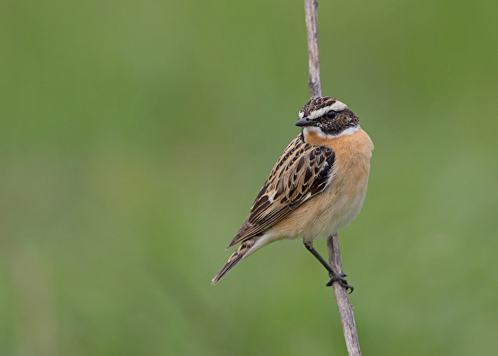 Braunkehlchen