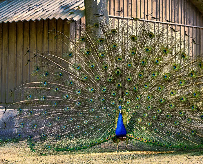 The Peacock - 1