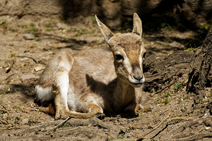 Persische Kropfgazelle