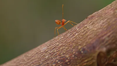 Adam....the ant...