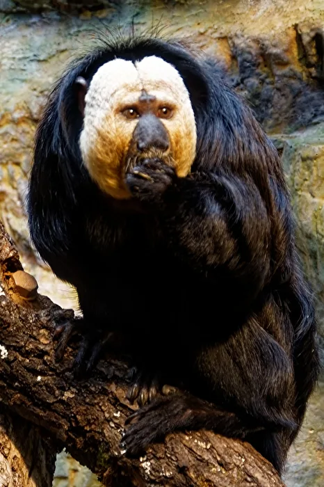 White-headed saki